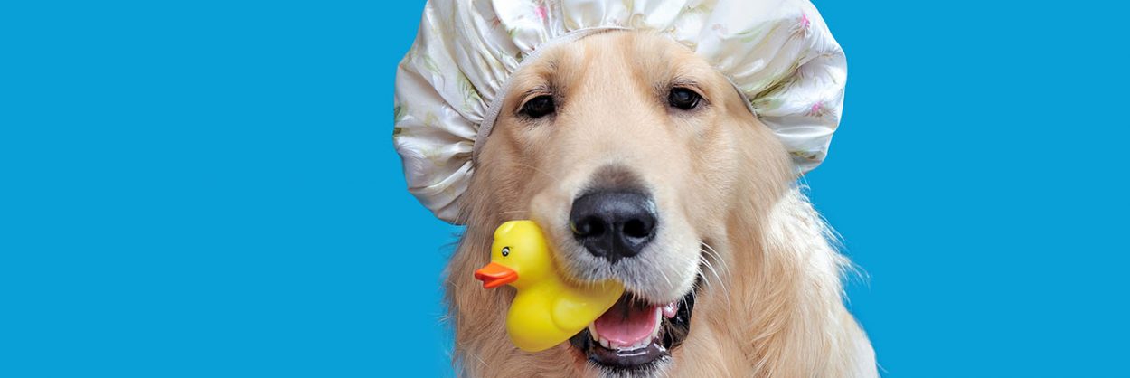 Close-up portrait of a golden retriever in a shower hat